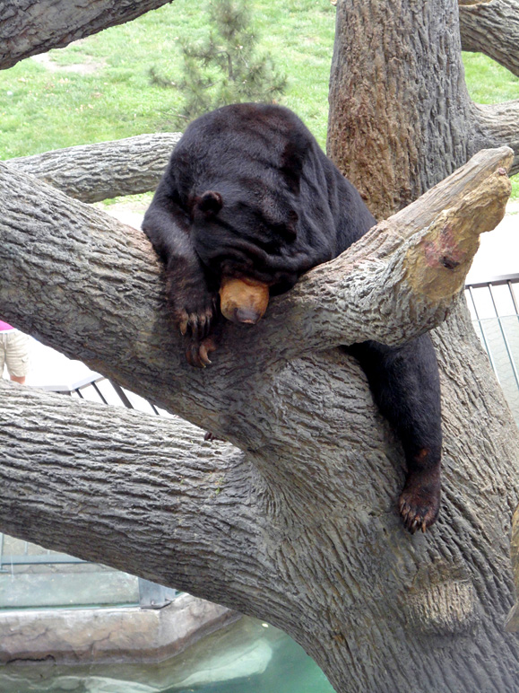 I don't remember if this was the same bear or a different one (264.17 KB)